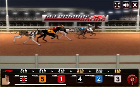 Greyhound racing game play  Play Greyhound Racing online slot game for real money on PlayAmo Casino